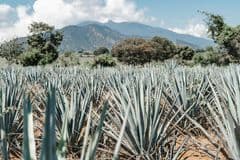 Sonora exporta 8,524.9 millones de dólares en el segundo trimestre, su cifra más alta en la historia